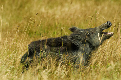 Sangliers dans les forêts et les prairies de Charente-Maritime. Photographies par Amar Guillen.