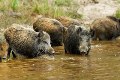 Sangliers dans les forêts et les prairies de Charente-Maritime. Photographies par Amar Guillen.