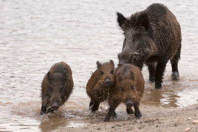 Sangliers dans les forêts et les prairies de Charente-Maritime. Photographies par Amar Guillen.