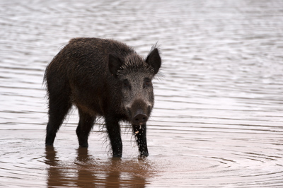 Sangliers dans les forêts et les prairies de Charente-Maritime. Photographies par Amar Guillen.