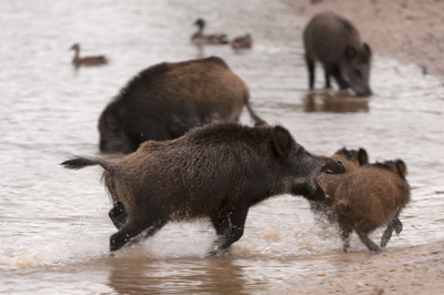 Sangliers dans les forêts et les prairies de Charente-Maritime. Photographies par Amar Guillen.