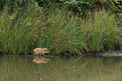 Sangliers dans les forêts et les prairies de Charente-Maritime. Photographies par Amar Guillen.