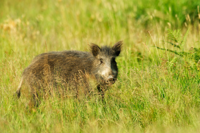 Sangliers dans les forêts et les prairies de Charente-Maritime. Photographies par Amar Guillen.