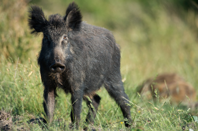 Sangliers dans les forêts et les prairies de Charente-Maritime. Photographies par Amar Guillen.