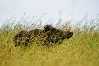 Sangliers dans les forêts et les prairies de Charente-Maritime. Photographies par Amar Guillen.