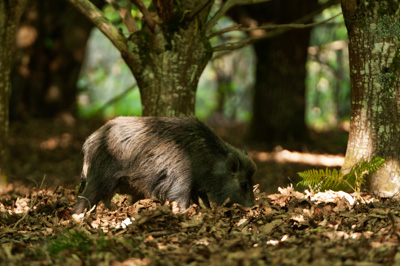 Sangliers dans les forêts et les prairies de Charente-Maritime. Photographies par Amar Guillen.
