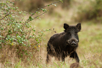 Sangliers dans les forêts et les prairies de Charente-Maritime. Photographies par Amar Guillen.
