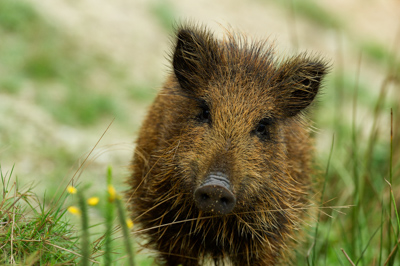 Sangliers dans les forêts et les prairies de Charente-Maritime. Photographies par Amar Guillen.