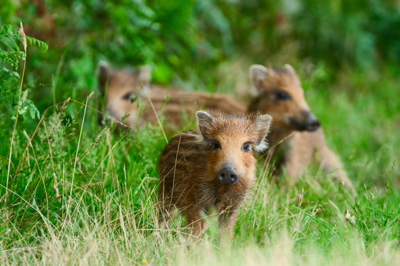 Sangliers dans les forêts et les prairies de Charente-Maritime. Photographies par Amar Guillen.