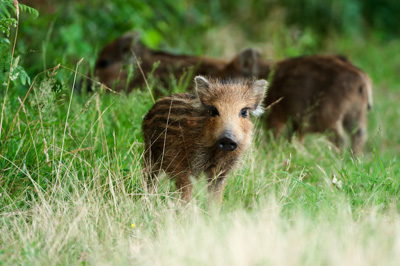 Sangliers dans les forêts et les prairies de Charente-Maritime. Photographies par Amar Guillen.