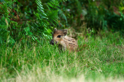 Sangliers dans les forêts et les prairies de Charente-Maritime. Photographies par Amar Guillen.