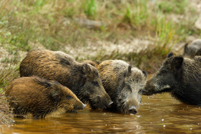 Sangliers dans les forêts et les prairies de Charente-Maritime. Photographies par Amar Guillen.