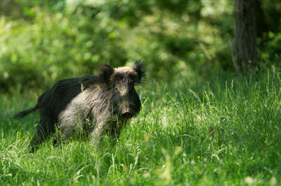 Sangliers dans les forêts et les prairies de Charente-Maritime. Photographies par Amar Guillen.