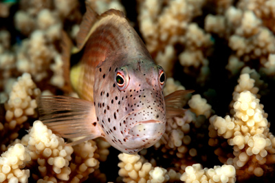 Poissons de Marsa Shagra en Mer Rouge. Harmonie des couleurs sous-marines. Photographies par Amar Guillen.