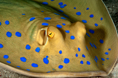 Poissons de Marsa Shagra en Mer Rouge. Harmonie des couleurs sous-marines. Photographies par Amar Guillen.