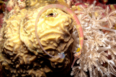 Poissons de Marsa Shagra en Mer Rouge. Harmonie des couleurs sous-marines. Photographies par Amar Guillen.
