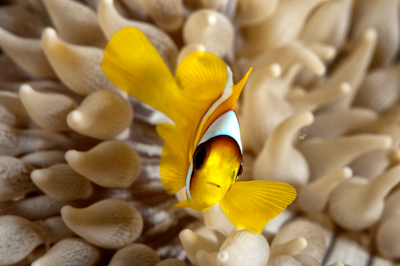 Poissons de Marsa Shagra en Mer Rouge. Harmonie des couleurs sous-marines. Photographies par Amar Guillen.
