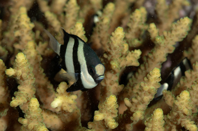 Poissons de Marsa Shagra en Mer Rouge. Harmonie des couleurs sous-marines. Photographies par Amar Guillen.