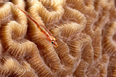 Poissons de Marsa Shagra en Mer Rouge. Harmonie des couleurs sous-marines. Photographies par Amar Guillen.