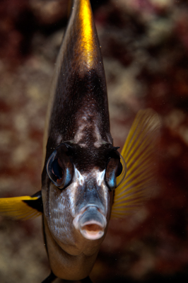 Poissons de Marsa Shagra en Mer Rouge. Harmonie des couleurs sous-marines. Photographies par Amar Guillen.