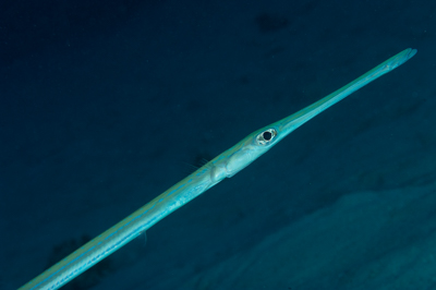 Poissons de Marsa Shagra en Mer Rouge. Harmonie des couleurs sous-marines. Photographies par Amar Guillen.