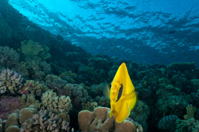 Poissons de Marsa Shagra en Mer Rouge. Harmonie des couleurs sous-marines. Photographies par Amar Guillen.