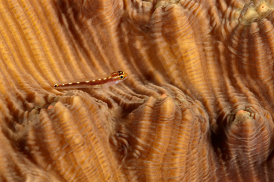 Poissons de Marsa Shagra en Mer Rouge. Harmonie des couleurs sous-marines. Photographies par Amar Guillen.