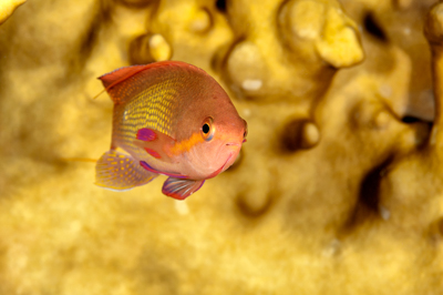 Poissons de Marsa Shagra en Mer Rouge. Harmonie des couleurs sous-marines. Photographies par Amar Guillen.