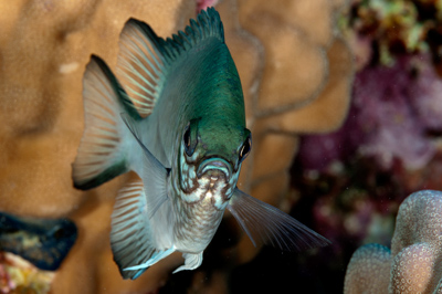 Poissons de Marsa Shagra en Mer Rouge. Harmonie des couleurs sous-marines. Photographies par Amar Guillen.