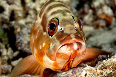 Poissons de Marsa Shagra en Mer Rouge. Harmonie des couleurs sous-marines. Photographies par Amar Guillen.
