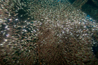 L'épave du Krisoula K. en Mer Rouge. Photographies par Amar Guillen.