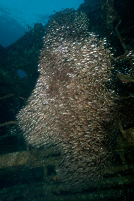 L'épave du Krisoula K. en Mer Rouge. Photographies par Amar Guillen.
