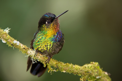 Les oiseaux des montagnes du Costa Rica. Photographies par Amar Guillen.