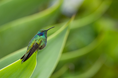 Les oiseaux des montagnes du Costa Rica. Photographies par Amar Guillen.