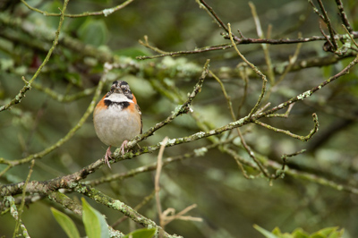 Les oiseaux des montagnes du Costa Rica. Photographies par Amar Guillen.