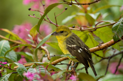 Les oiseaux des montagnes du Costa Rica. Photographies par Amar Guillen.