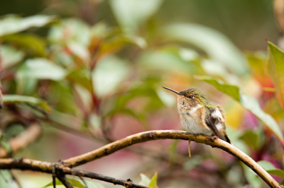 Les oiseaux des montagnes du Costa Rica. Photographies par Amar Guillen.