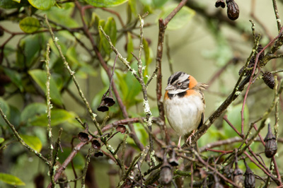 Les oiseaux des montagnes du Costa Rica. Photographies par Amar Guillen.