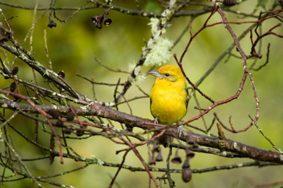 Les oiseaux des montagnes du Costa Rica. Photographies par Amar Guillen.