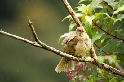 Les oiseaux des montagnes du Costa Rica. Photographies par Amar Guillen.