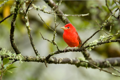 Les oiseaux des montagnes du Costa Rica. Photographies par Amar Guillen.