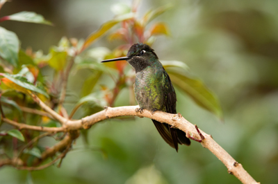 Les oiseaux des montagnes du Costa Rica. Photographies par Amar Guillen.