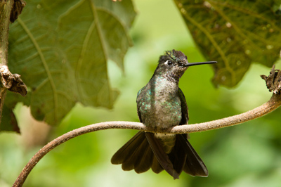 Les oiseaux des montagnes du Costa Rica. Photographies par Amar Guillen.