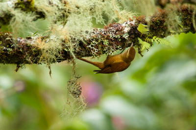Les oiseaux des montagnes du Costa Rica. Photographies par Amar Guillen.