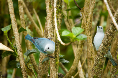 Les oiseaux des montagnes du Costa Rica. Photographies par Amar Guillen.