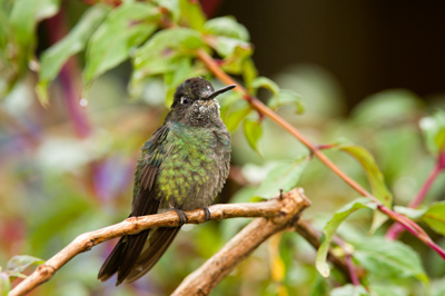 Les oiseaux des montagnes du Costa Rica. Photographies par Amar Guillen.