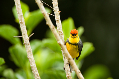 Les oiseaux des montagnes du Costa Rica. Photographies par Amar Guillen.