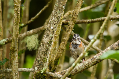 Les oiseaux des montagnes du Costa Rica. Photographies par Amar Guillen.