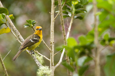 Les oiseaux des montagnes du Costa Rica. Photographies par Amar Guillen.