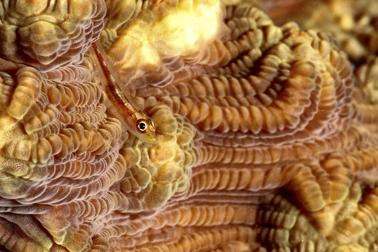 A goby on a hard coral colony in the Red Sea, Egypt.